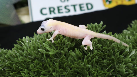 CGHL4- Leucistic Crested Gecko