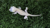 CGHL4- Leucistic Crested Gecko