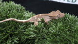 Frap44- Phantom Frappuccino Crested Gecko