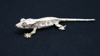 CLW148- Male Tricolor Lilly White Crested Gecko