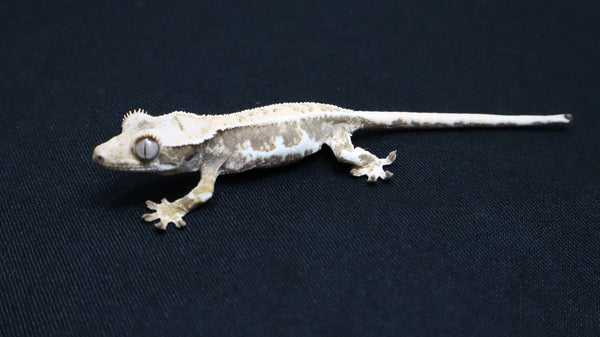 CLW148- Male Tricolor Lilly White Crested Gecko