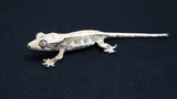 CLW148- Male Tricolor Lilly White Crested Gecko