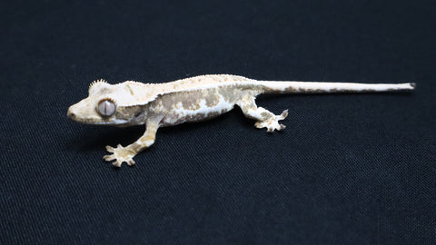 CLW148- Male Tricolor Lilly White Crested Gecko