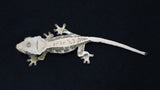 CLW148- Male Tricolor Lilly White Crested Gecko