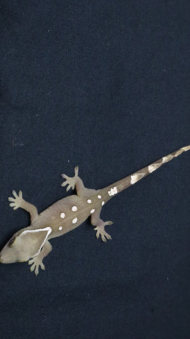 SG38- 8 Spot Sarasinorum Gecko