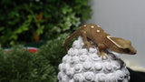 SG38- 8 Spot Sarasinorum Gecko