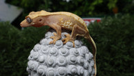 CGHL7- Lilly White Het. Leucistic Crested Gecko