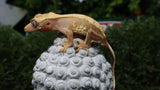 CGHL7- Lilly White Het. Leucistic Crested Gecko