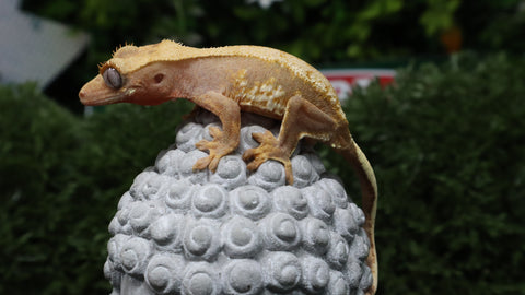 CGHL7- Lilly White Het. Leucistic Crested Gecko