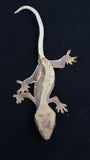 CGHL7- Lilly White Het. Leucistic Crested Gecko