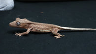 CLW150- Male Phantom Lilly White Crested Gecko