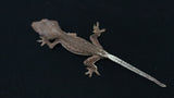 CLW150- Male Phantom Lilly White Crested Gecko