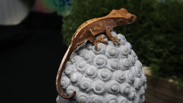 Cap44- Cappuccino Crested Gecko