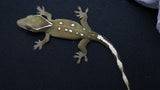 SG37- 11 Spot Sarasinorum Gecko