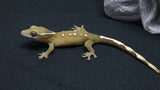 SG37- 11 Spot Sarasinorum Gecko