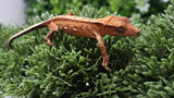 CG339- Red Emptyback Crested Gecko