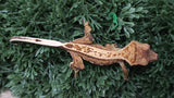 CG339- Red Emptyback Crested Gecko