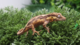 GG397- Yellow Clown Gargoyle Gecko