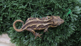 GG397- Yellow Clown Gargoyle Gecko