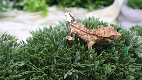 CG343- Creamsicle Crested Gecko