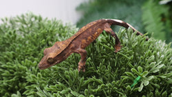 CG342- Charcoal Phantom Crested Gecko
