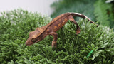 CG342- Charcoal Phantom Crested Gecko