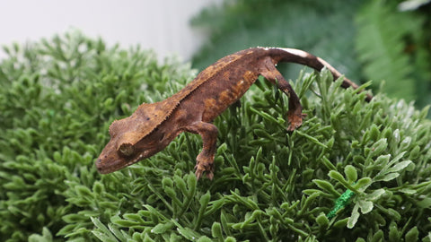 CG342- Charcoal Phantom Crested Gecko