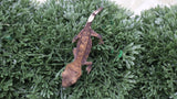 CG342- Charcoal Phantom Crested Gecko