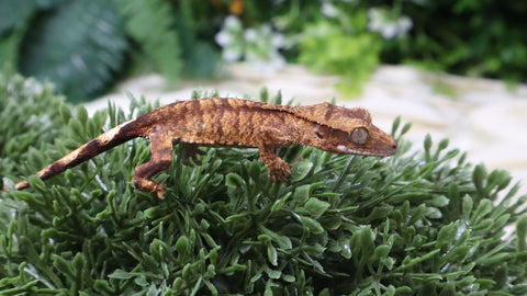 CG341- Bold Stripe Tiger Crested Gecko