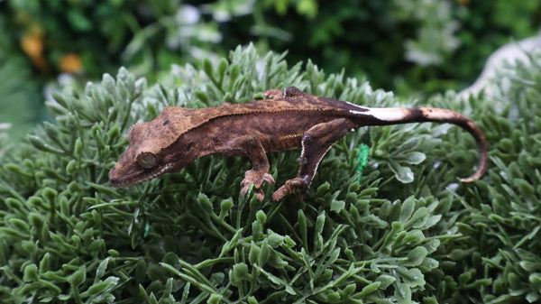 CG340- Charcoal Phantom Crested Gecko