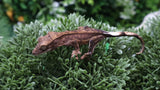 CG340- Charcoal Phantom Crested Gecko