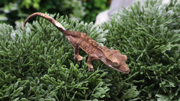CG337- Boldstripe Tiger Crested Gecko