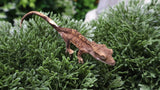 CG337- Boldstripe Tiger Crested Gecko