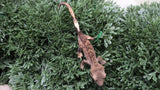 CG337- Boldstripe Tiger Crested Gecko