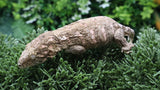 LB551- Brosse Leachianus Gecko