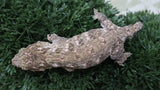 LB551- Brosse Leachianus Gecko
