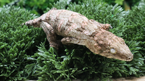 LB549- High Color GTX Leachianus Gecko