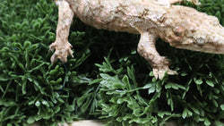 LB550- Male Brosse GTX Leachianus Gecko