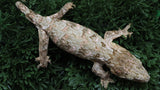LB550- Male Brosse GTX Leachianus Gecko