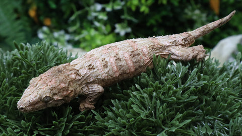 LB554- Brosse X GTX Female Leachianus Gecko