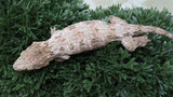 LB554- Brosse X GTX Female Leachianus Gecko