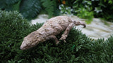 LB553- GTX X Brosse Pos. Female Leachianus Gecko