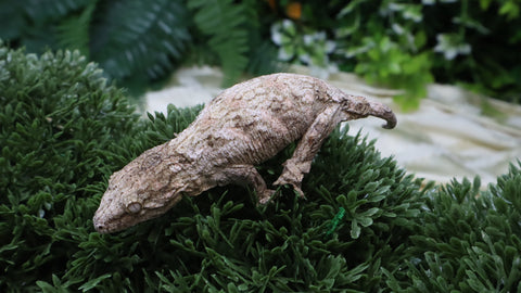 LB553- GTX X Brosse Pos. Female Leachianus Gecko