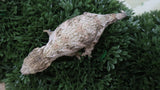 LB553- GTX X Brosse Pos. Female Leachianus Gecko
