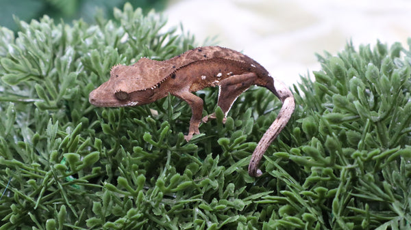 CG336- Charcoal Phantom Crested Gecko