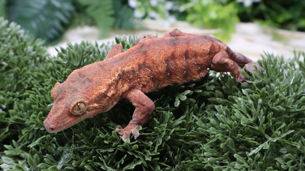 GG398- Male Hybrid Crested X Gargoyle Gecko