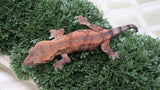 GG398- Male Hybrid Crested X Gargoyle Gecko