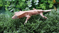 CLW156- Male Red Lilly White Crested Gecko
