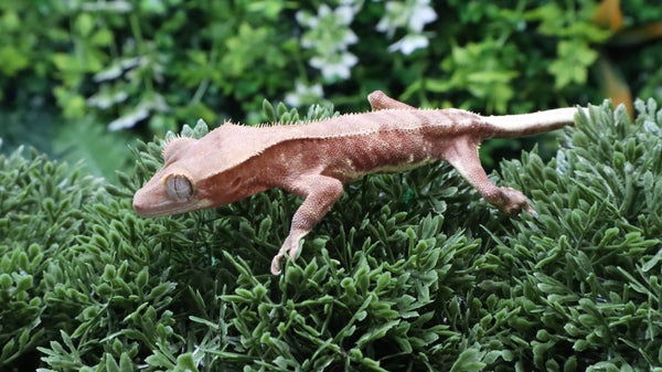 CLW156- Male Red Lilly White Crested Gecko