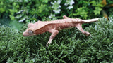 CLW156- Male Red Lilly White Crested Gecko
